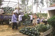 Giải pháp giảm phụ thuộc vào xuất khẩu biên mậu